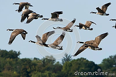 Canada Geese In Flight Over Trees Stock Photo