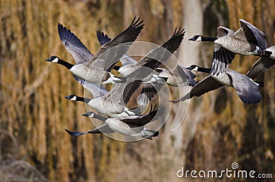 Canada Geese Flying Across the Autumn Woods Stock Photo