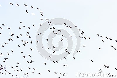 Canada Geese Flying Stock Photo