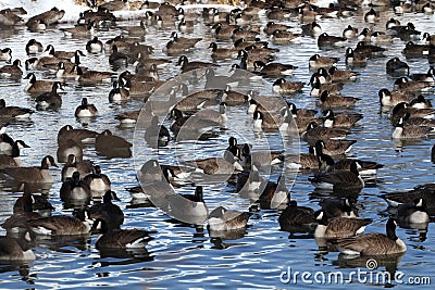 Canada Geese Stock Photo