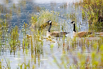 Canada geese and goslings Stock Photo