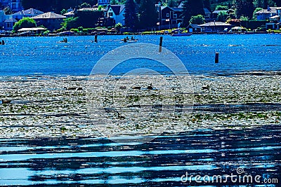 Canada Geese Lake Washington Reflections Juanita Bay Park Kirkland Washiington Stock Photo