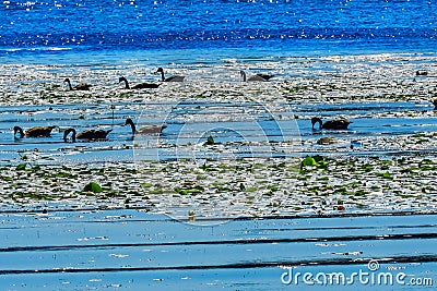 Canada Geese Lake Washington Reflections Juanita Bay Park Kirkland Washiington Stock Photo