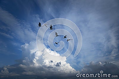 Canada geese migrating Stock Photo