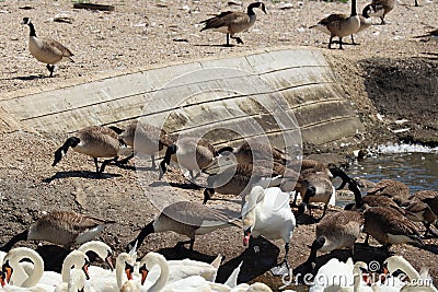 Canada geese and mute swans at feeding time at Abbotsbury Swannery in Dorset, England Stock Photo