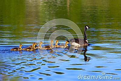 Canada Geese in Spring Stock Photo