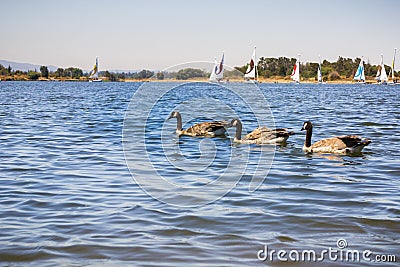 Canada geese swimming at Shoreline Park and Lake, Mountain View, California Editorial Stock Photo