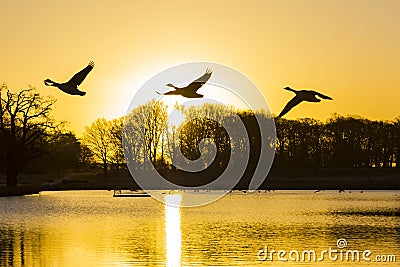 Canada geese (Branta canadensis) flying over a Pen Ponds Sunrise Stock Photo