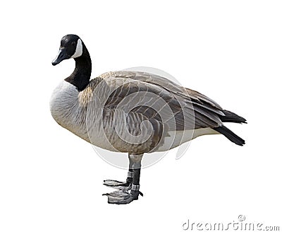 Canada Goose Stock Photo