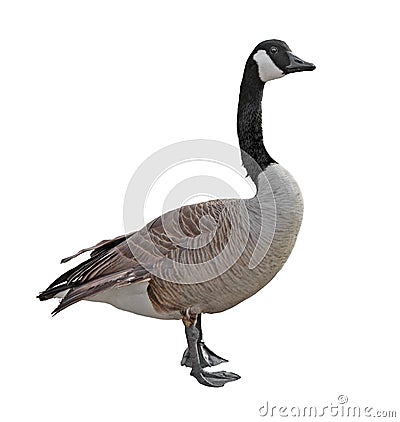 Canada Goose Stock Photo