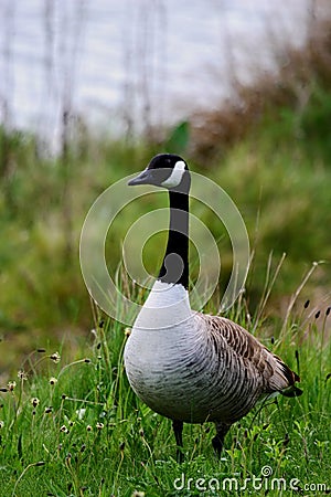 Canada Goose (Branta canadensis) Stock Photo