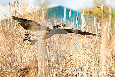 A Canada goose, Branta canadensis, flying thru cattails at an Indiana wetland Stock Photo
