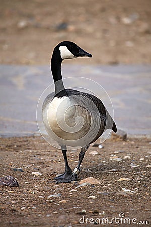 Canada goose (Branta canadensis). Stock Photo