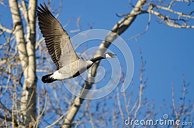 Canada Goose Calling Out White Flying Past the Winter Trees Stock Photo