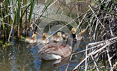 Canada goose family exploring the reeds and cat-tails Stock Photo