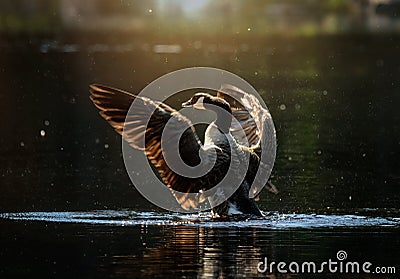 Canada goose flapping its wings in small lake Stock Photo