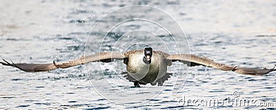 Canada Goose landing in water Stock Photo