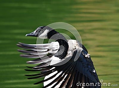 Canada Goose flapping its wings Stock Photo