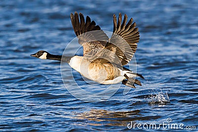 Canada Goose Stock Photo