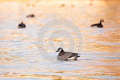 Canada goose floating contentedly in the St. Lawrence River during a beautiful golden hour spring morning Stock Photo