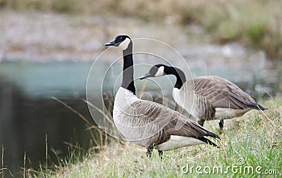 Pair Canada Geese, one on guard, one foraging, Georgia, USA Stock Photo