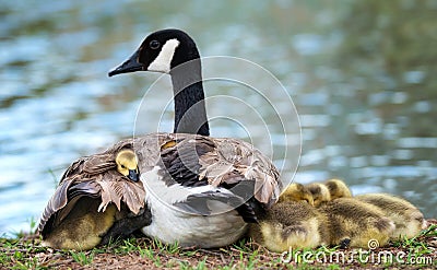 Canada goose goslings snuggling with mother Stock Photo