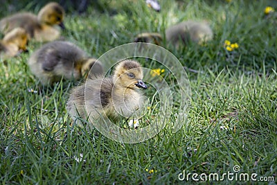 Canada Goose hatchlings in the grass close to the water Gota Kanal Stock Photo