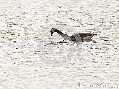 Canada Goose Hunting for Food Stock Photo