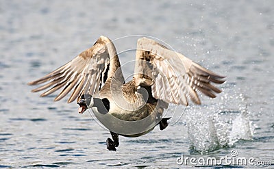 Canada Goose landing in water Stock Photo