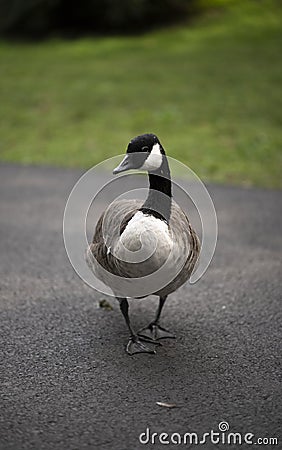 Canada Goose posing for the camera Stock Photo