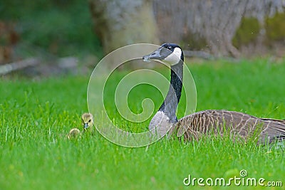 A Canada Goose protect her babies. Stock Photo