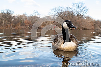 Canada Goose single swimming in central park NYC front profile showing the head with blurred background Stock Photo