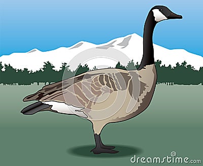 Canada Goose Vector Illustration