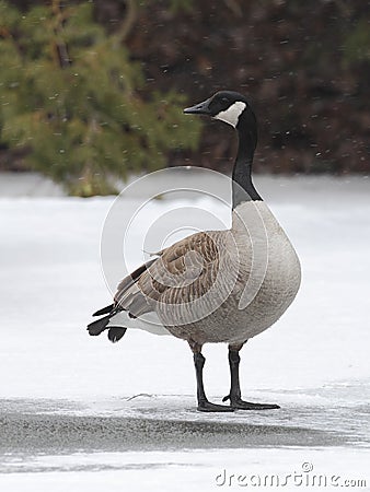 Canada Goose Standing on Frozen River Stock Photo