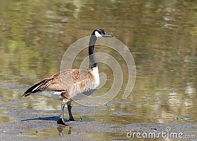 Canada goose walking into a lake Stock Photo