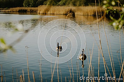 Canada goose in water of an pond Stock Photo