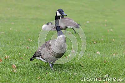 Canada goose with white neck ring Stock Photo