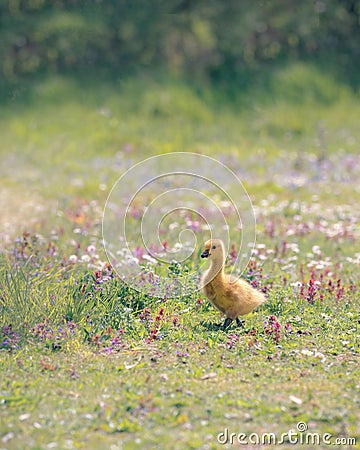 Canada Gosling Walking in Wild Flowers Stock Photo