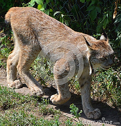 The Canada lynx Stock Photo