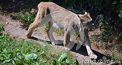 The Canada lynx Stock Photo