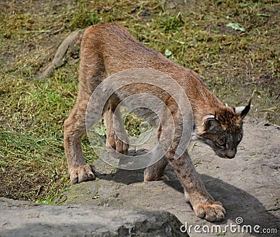 The Canada lynx Stock Photo