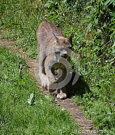 Canada lynx couple or Canadian lynx is a North American mammal Stock Photo