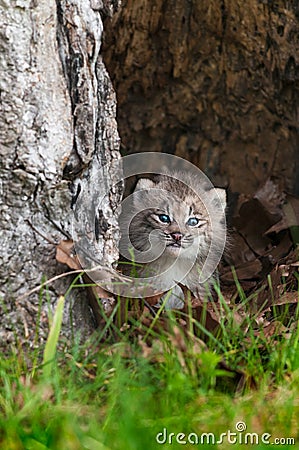 Canada Lynx (Lynx canadensis) Kitten Calmly Looks Out Stock Photo