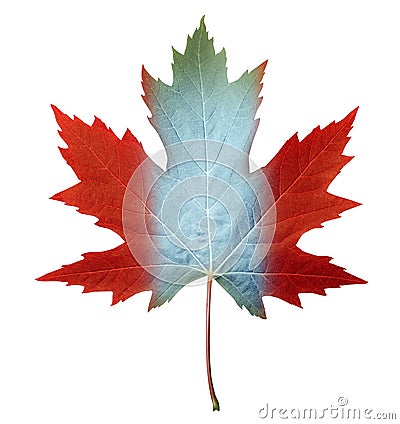 Canada Maple Leaf Stock Photo