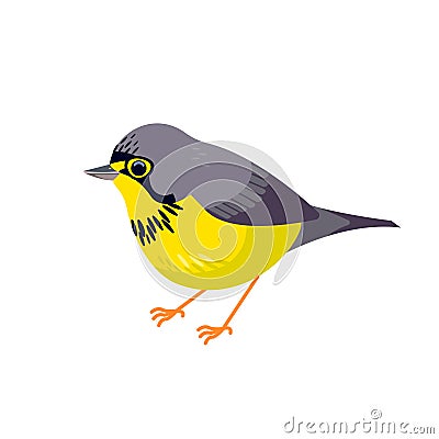 Canada warbler is a small boreal songbird of the New World warbler family Parulidae. Cartoon flat style beautiful Vector Illustration