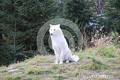 Arctic white wolf in the zoo Editorial Stock Photo