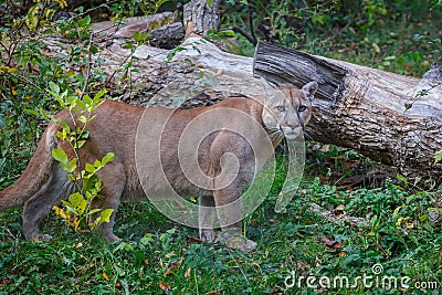 Canadian cougar is standing about broken tree Stock Photo