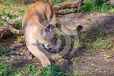 Canadian cougar is standing about broken tree Stock Photo