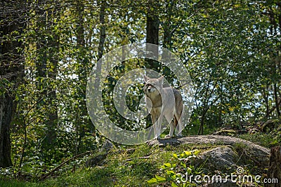 Canadian coyotes in the summer Stock Photo