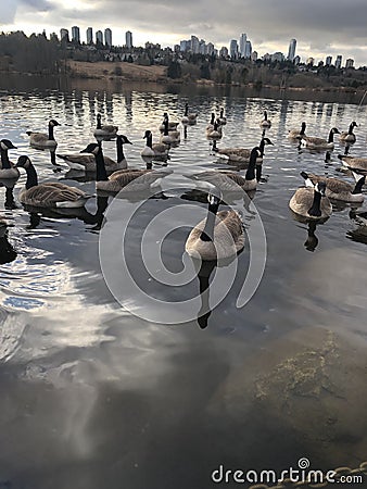 Canadian gease are lovely creatures Stock Photo